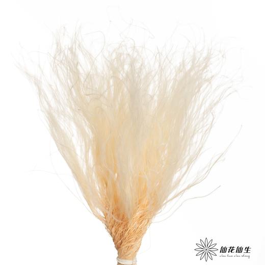 永生花材|墨西哥羽毛草白色 商品图3