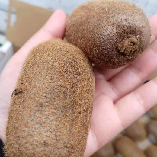 原生态修文猕猴桃24枚果 商品图1