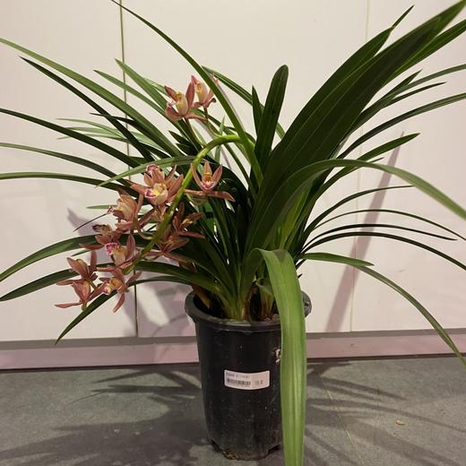 【绿植】香兰 商品图0