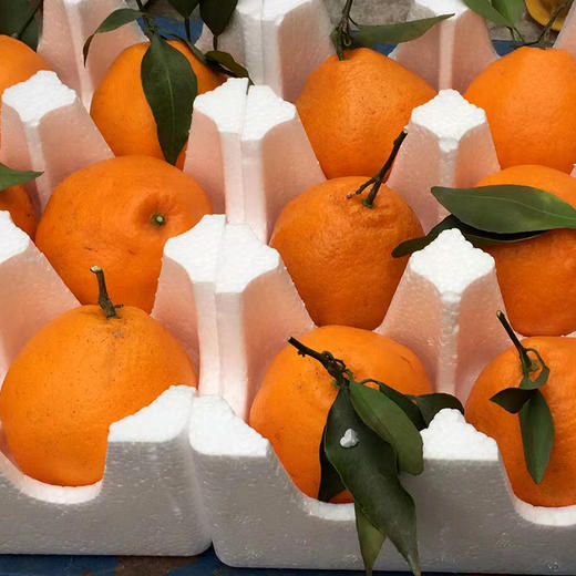 包邮【厂商直发】有机春见耙耙柑5斤/8斤装 果肉饱满多汁 商品图8