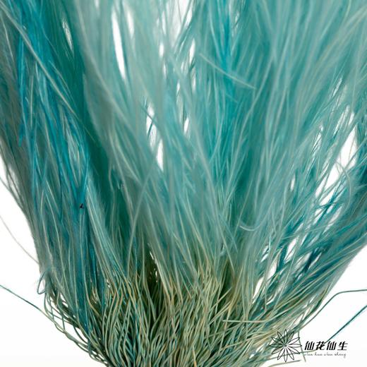 永生花材|墨西哥羽毛草蓝色 商品图2
