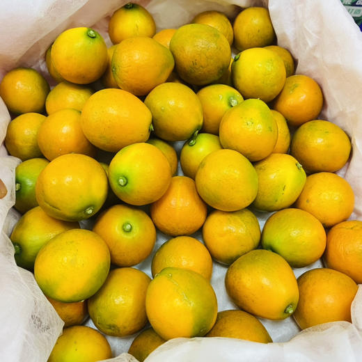 脆蜜金柑 大果 商品图7