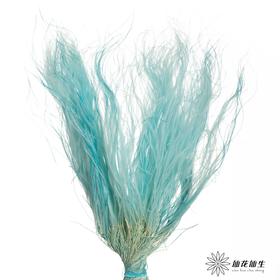 永生花材|墨西哥羽毛草蓝色