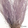 永生花材|进口墨西哥羽毛草香芋紫 商品缩略图2