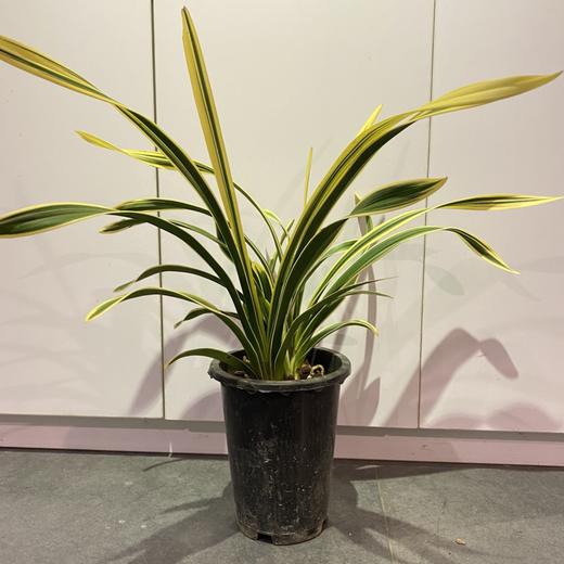 【绿植】金边兰草 商品图0