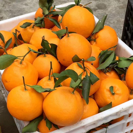 生态春见耙耙柑450g 耙耙柑皮薄肉厚多汁 京津冀满百包邮 商品图2