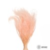 永生花材|墨西哥羽毛草肉粉色 商品缩略图3
