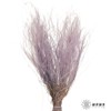 永生花材|进口墨西哥羽毛草香芋紫 商品缩略图0