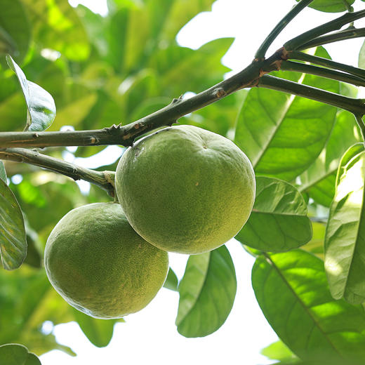 化州橘红 10年/15年 80g/盒 礼盒装【自然陈化】 商品图5