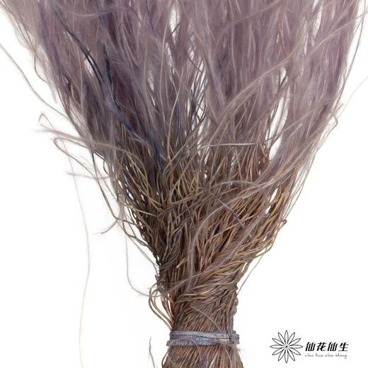 永生花材|进口墨西哥羽毛草香芋紫 商品图1