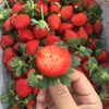 草莓四川原生态新鲜水果现摘现发产地直达牛奶草莓3/5斤包邮 商品缩略图3