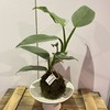 【绿植】雷钻 商品缩略图0