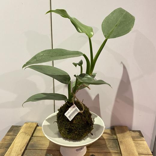 【绿植】雷钻 商品图0