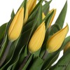 国产郁金香 ｜ 麦田 商品缩略图1