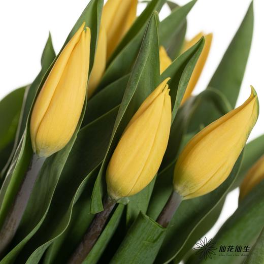 国产郁金香 ｜ 麦田 商品图1