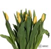 国产郁金香 ｜ 麦田 商品缩略图4