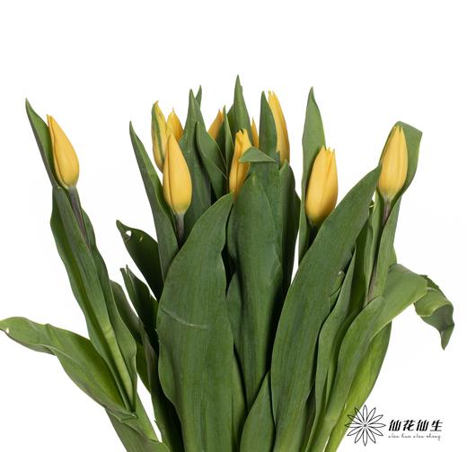 国产郁金香 ｜ 麦田 商品图4