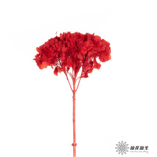 永生绣球 | 鸿运当头 商品图1