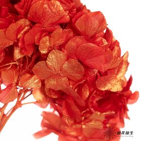 永生绣球 | 金玉满堂