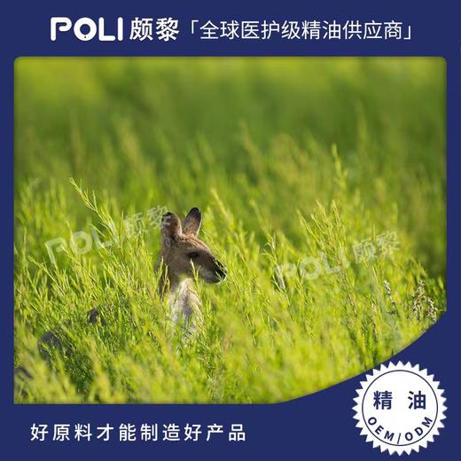 澳洲进口茶树精油原料 进口有机茶树单方精油香薰 美容院按摩 刮痧精油 商品图0