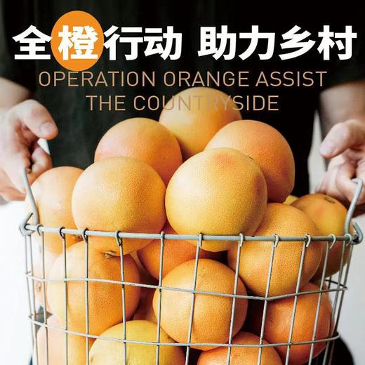 “橙香橙意”寻乌脐橙“艺术橙”文创礼盒+发起人陈湘波老师国画作品《金橙送福》高清复刻版画——深圳市关爱行动公益基金会，陈湘波艺术公益基金联合消费帮扶共创，全“橙”行动，助力乡村 | 一艺之间 优品推荐 商品图0