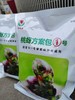 郑果丰桃蚜方案包1号和2号全年两次防治桃蚜效果好 商品缩略图3