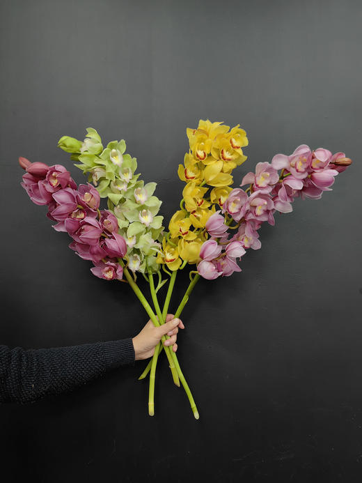 精品花卉精品大花蕙兰热卖 商品图8