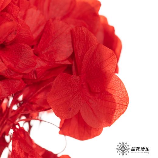 永生绣球 | 鸿运当头 商品图2