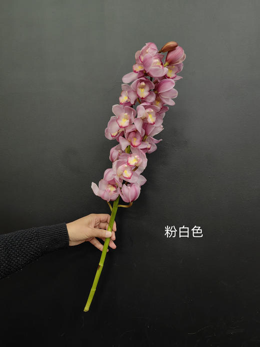 精品花卉精品大花蕙兰热卖 商品图12