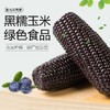 【全国包邮】祁州 黑玉米8根装 商品缩略图4