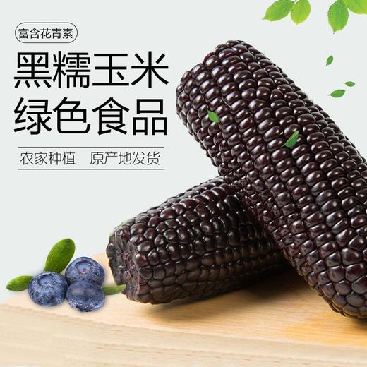 【全国包邮】祁州 黑玉米8根装 商品图4