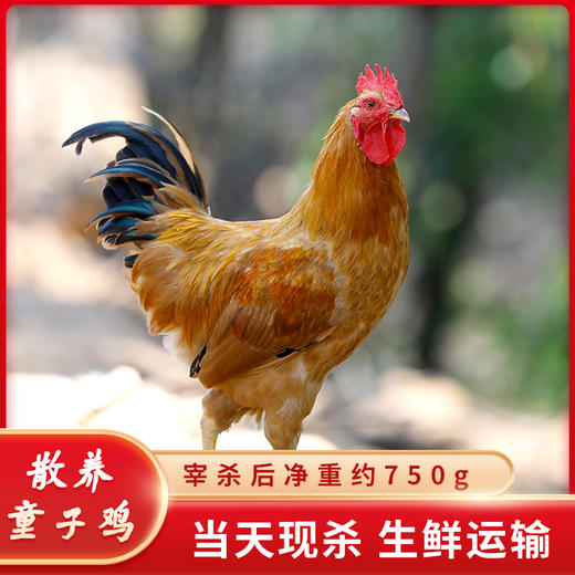 皖北三宝童子鸡1嫩鸭1乳鸽1（共1900g左右） 商品图3