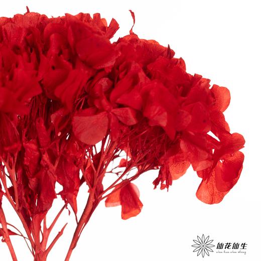 永生绣球 | 鸿运当头 商品图3