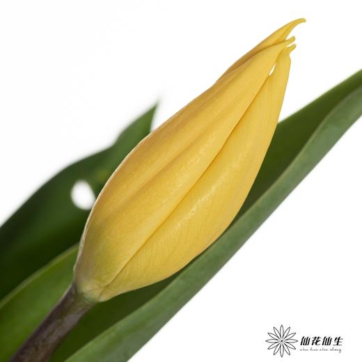 国产郁金香 ｜ 麦田 商品图0