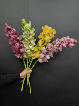 精品花卉精品大花蕙兰热卖