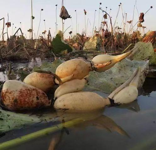 【包邮】湖北生态鲜莲藕  | 周一三五发货 | 基地直发 *Ecological Fresh Lotus Root 商品图2