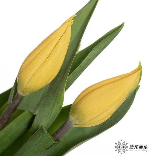 国产郁金香 ｜ 麦田 商品图2