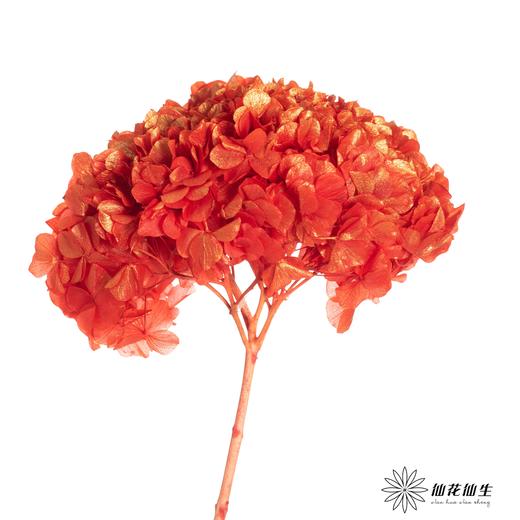 永生绣球 | 金玉满堂 商品图1