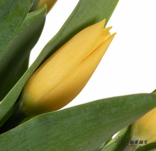 国产郁金香 ｜ 麦田 商品图3