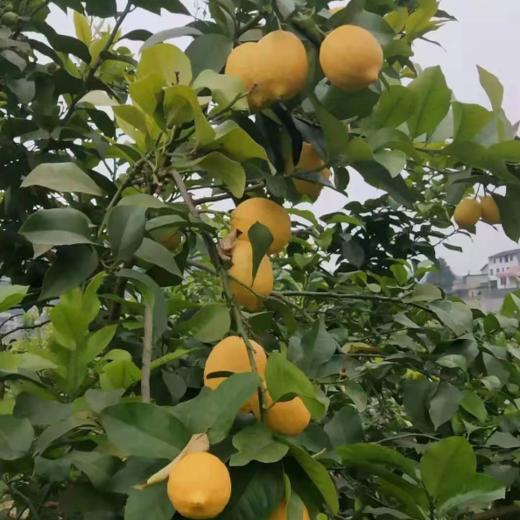 基地包邮 安岳生态柠檬 13~18枚约5斤 商品图0