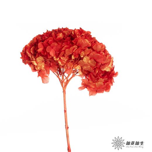 永生绣球 | 金玉满堂 商品图3