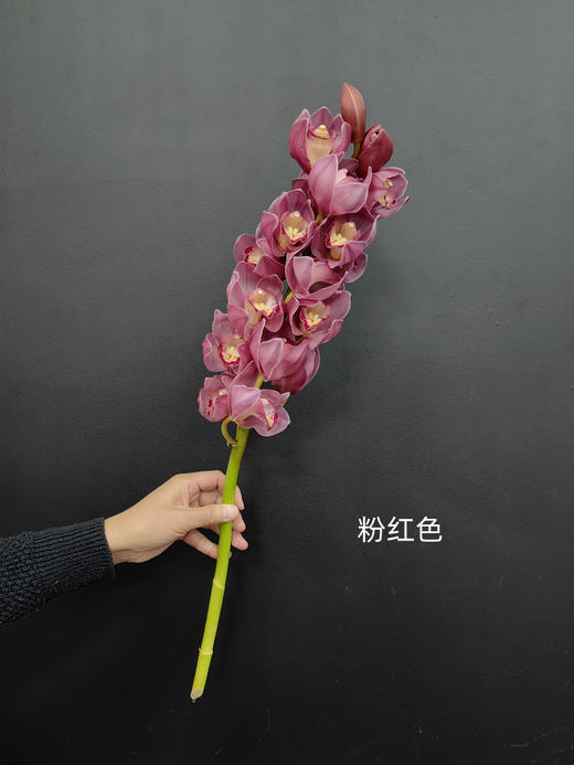 精品花卉精品大花蕙兰热卖 商品图9