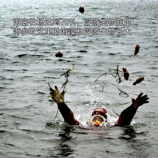 挑时有机即食海参 300g/400g | 鲜食高压海参 独立包装 商品图2