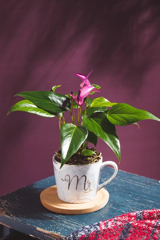 祝庄  杯花系列  齐祖紫色精灵室内盆栽桌面植物好养花卉 商品图6