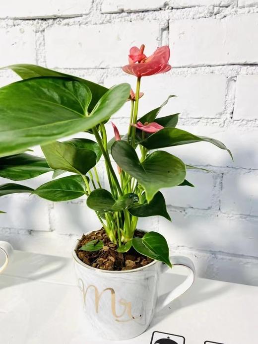 祝庄  杯花系列  齐祖紫色精灵室内盆栽桌面植物好养花卉 商品图3