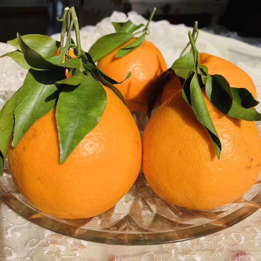 招财猫春见 商品图4