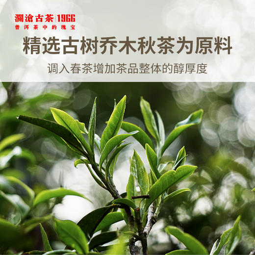 【积分兑换】澜沧古茶2008年古树秋香景迈古树普洱茶生茶秋茶小饼125g 商品图2