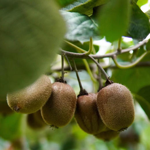 冬日专享石家庄优选仓库速达，风物良食®树上熟·猕猴桃，自然完熟，从果心逐渐向果皮成熟，硬果削皮直接吃，净重3.6斤/16枚大果（单果110-127克） 商品图7