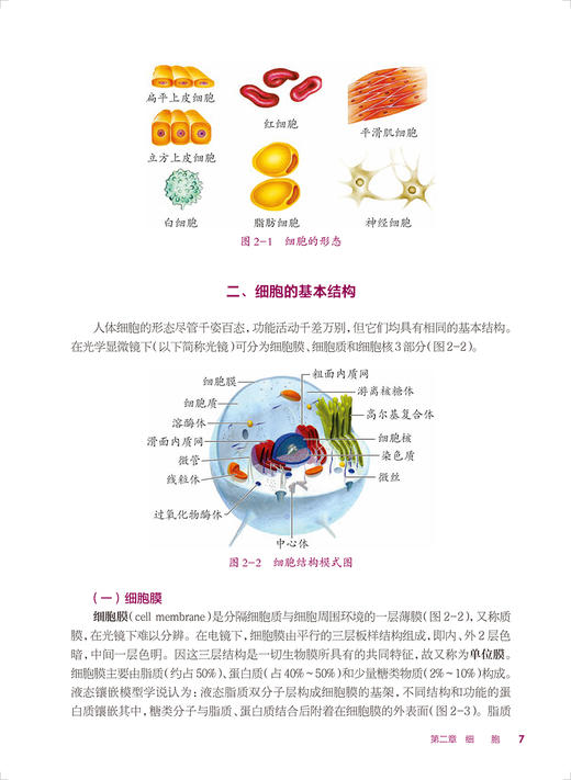 解剖学基础 第4版 十四五规划教材 全国中等卫生职业教育教材 供护理专业用 王之一 安月勇主编 人民卫生出版社9787117340328 商品图3