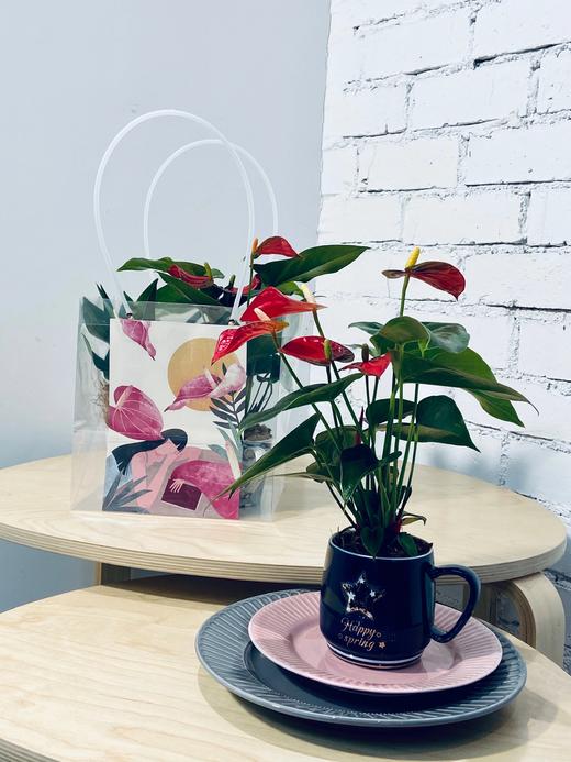 祝庄  杯花系列  齐祖紫色精灵室内盆栽桌面植物好养花卉 商品图2